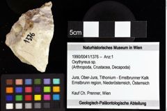 Foto (Objket + Etiketten) von Brachyura indet. 